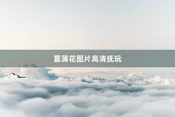 菖蒲花图片高清抚玩